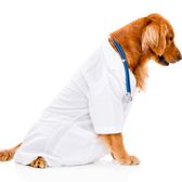 Cute dog dressed as a vet - isolated over white background
