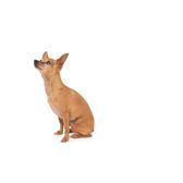 Full length side view of a dog looking up over white background